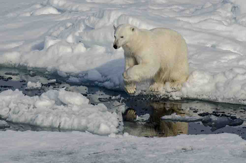 03 - Oso Polar - islas Svalbard - Noruega